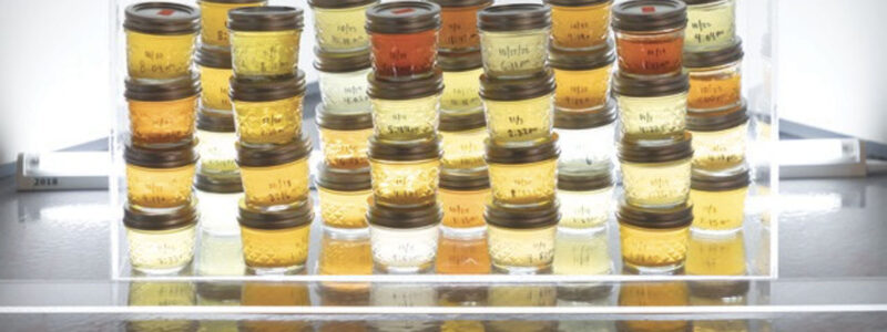 Collection of small mason jars filled with urine.