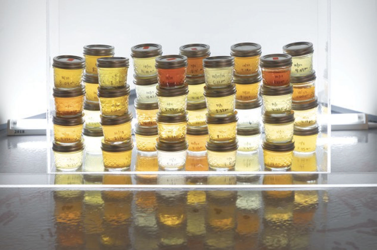 Collection of small mason jars filled with urine.